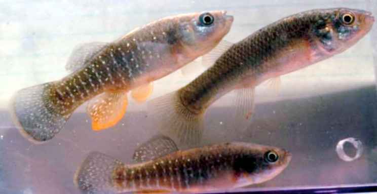 animals in space fish