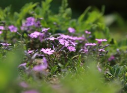 Plants Becoming Extinct at a Rapid Rate