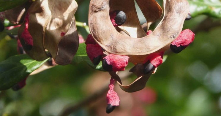 Plants Becoming Extinct at a Rapid Rate