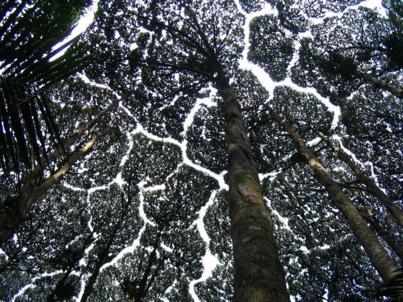 crown shyness camphor