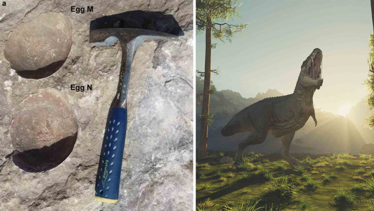 Dinosaur eggs with novel bird-like features were found in India