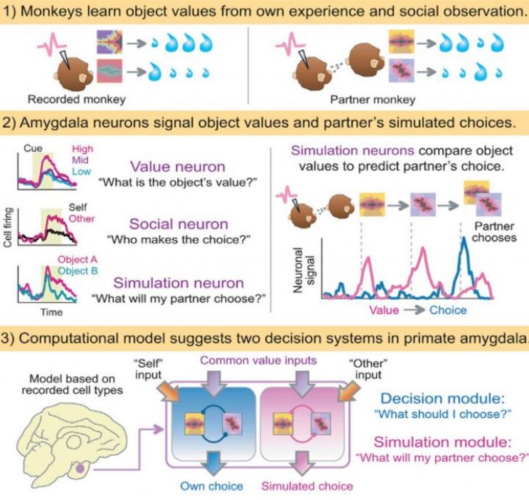 'Mindreading' Neurons Allow Us To Predict Others' Behaviors 'Mindreading' Neurons Allow Us To Predict Others' Behaviors