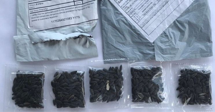 seeds-from-china-1 Seeds from China 1