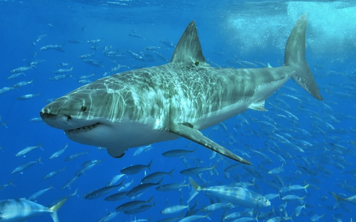 Great white shark Great white shark