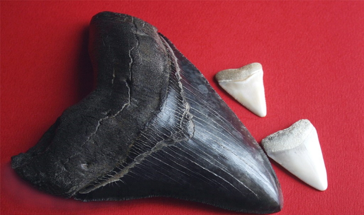 Megladon tooth compared to great white shark teeth Megladon tooth compared to great white shark teeth
