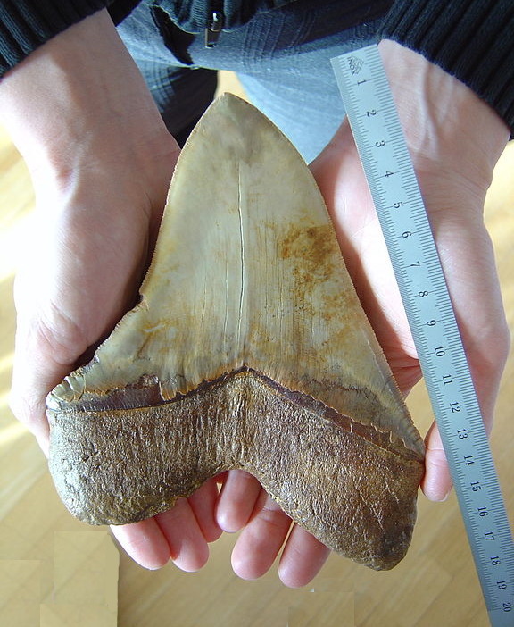 Fossilized megladon tooth Fossilized megladon tooth