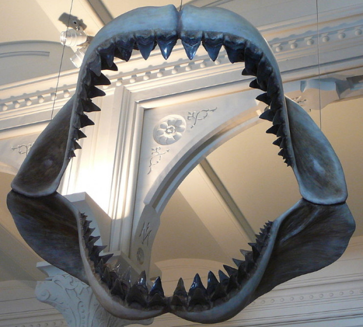 Megladon mouth Megladon mouth