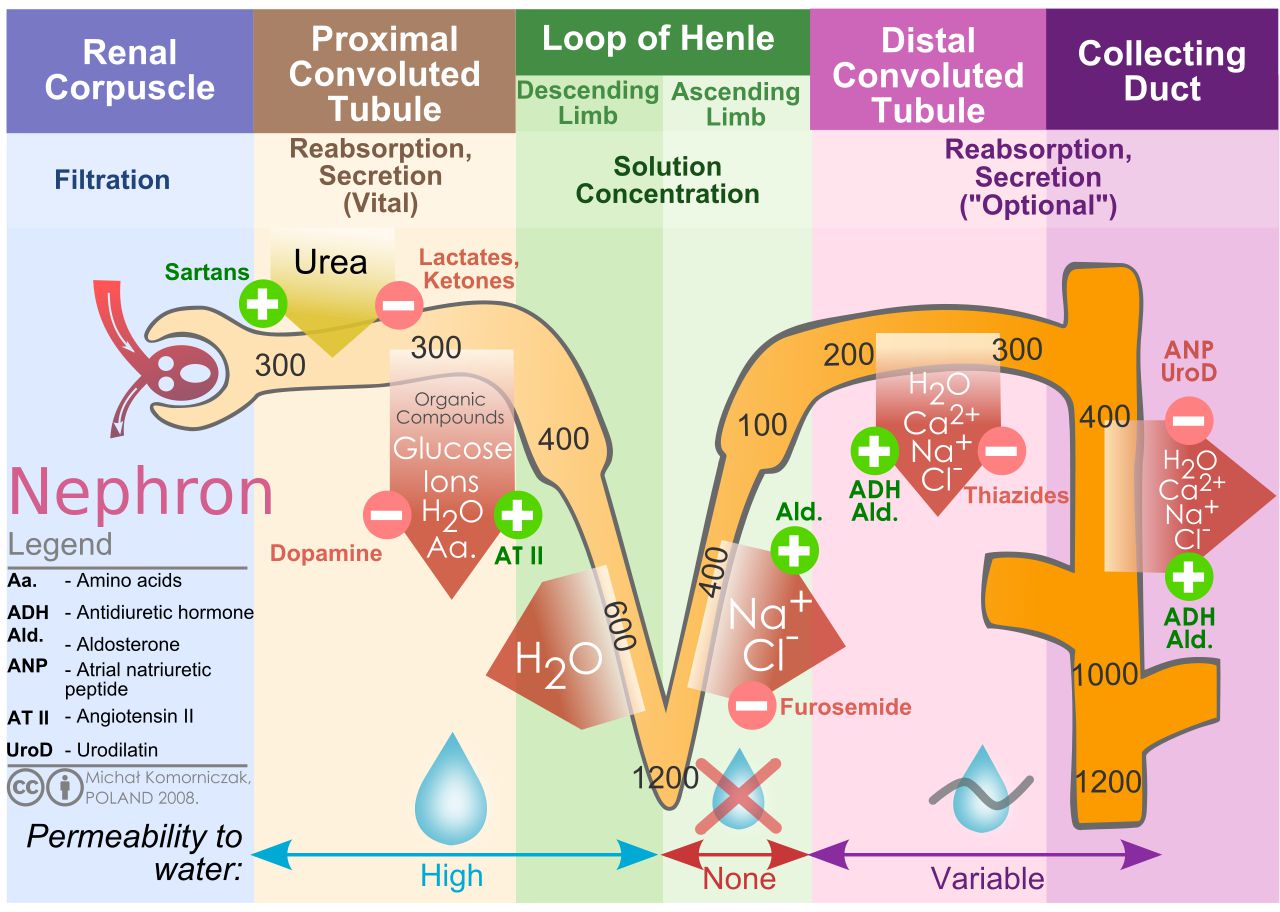 desalinate seawater kidney