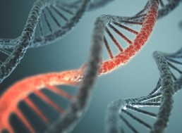 "Jumping Genes" Directly Inserted into DNA Thanks to CRISPR Enhancement