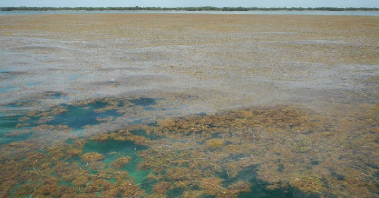 Largest Seaweed Bloom Recorded Impressively Spans the Length of the Atlantic Ocean Largest Seaweed Bloom Recorded Impressively Spans the Length of the Atlantic Ocean