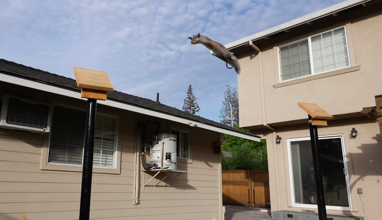 Ex-NASA Engineer Built a 'Ninja Warrior' Course to Stop Nut-Stealing Squirrels Ex-NASA Engineer Built a 'Ninja Warrior' Course to Stop Nut-Stealing Squirrels