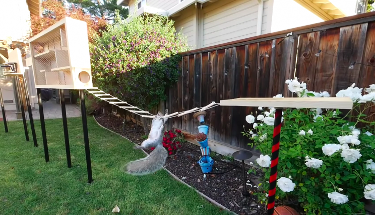 Ex-NASA Engineer Built a 'Ninja Warrior' Course to Stop Nut-Stealing Squirrels Ex-NASA Engineer Built a 'Ninja Warrior' Course to Stop Nut-Stealing Squirrels