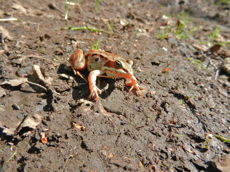natures defense mechanisms wood frog