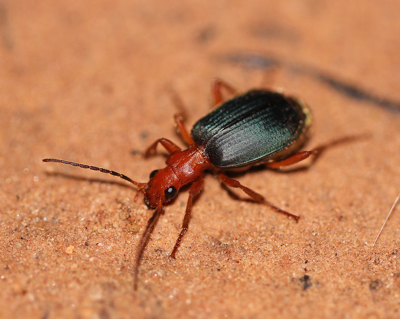 natures-defense-bombardier-beetle