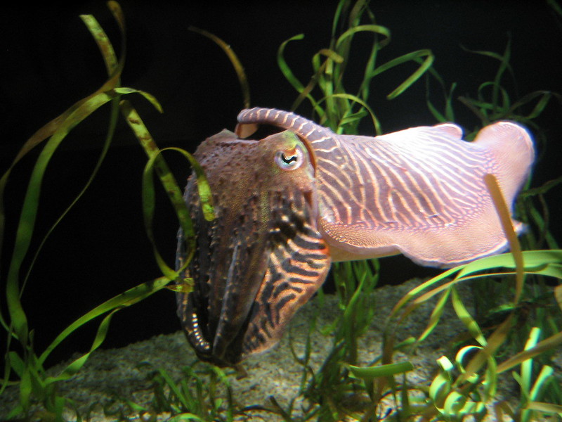 natures defense mechanisms cuttlefish