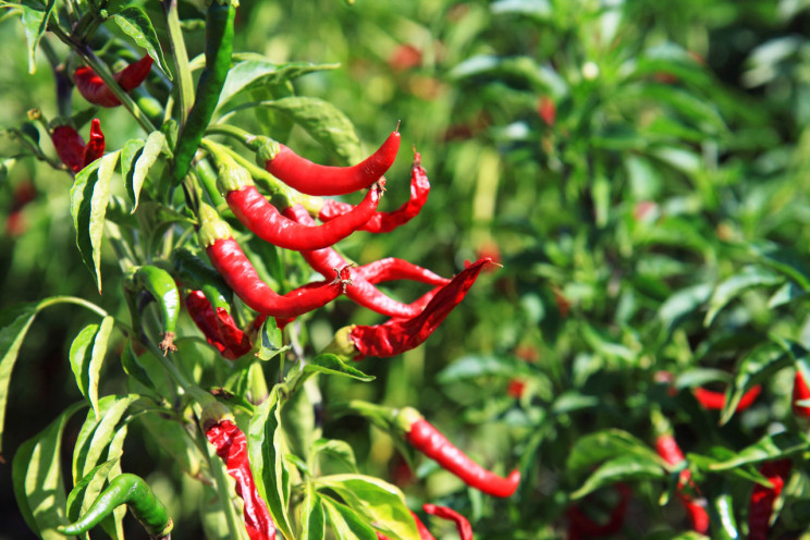 A Little Spice Added in Space: NASA to Grow Its First Fruit Plant Aboard the ISS A Little Spice Added in Space: NASA to Grow Its First Fruit Plant Aboard the ISS
