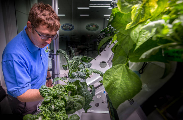A Little Spice Added in Space: NASA to Grow Its First Fruit Plant Aboard the ISS A Little Spice Added in Space: NASA to Grow Its First Fruit Plant Aboard the ISS