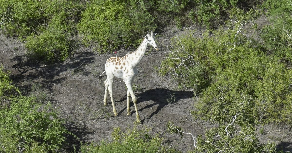 white-giraffe-northern-rangelands-trust White Giraffe Northern Rangelands Trust