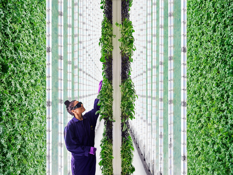 Vertical Farms Run by AI and Robots To Solve the Land Crisis Vertical Farms Run by AI and Robots To Solve the Land Crisis