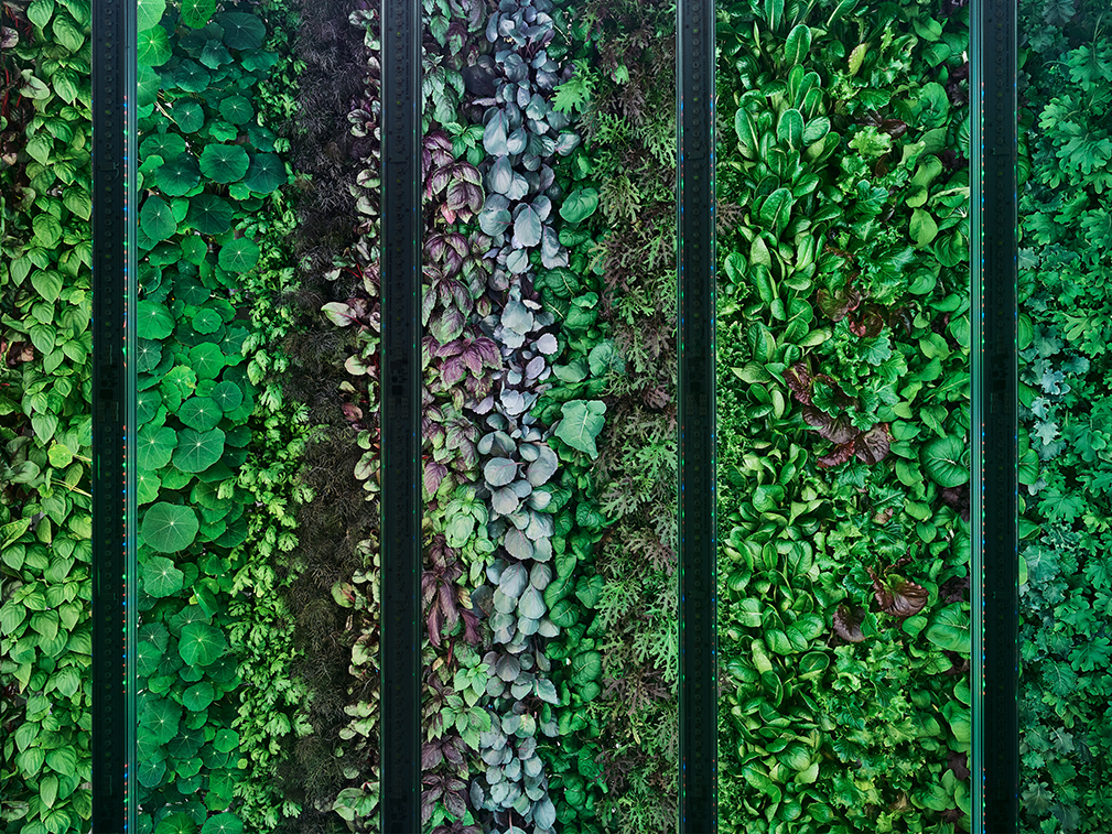 Vertical Farms Run by AI and Robots To Solve the Land Crisis Vertical Farms Run by AI and Robots To Solve the Land Crisis