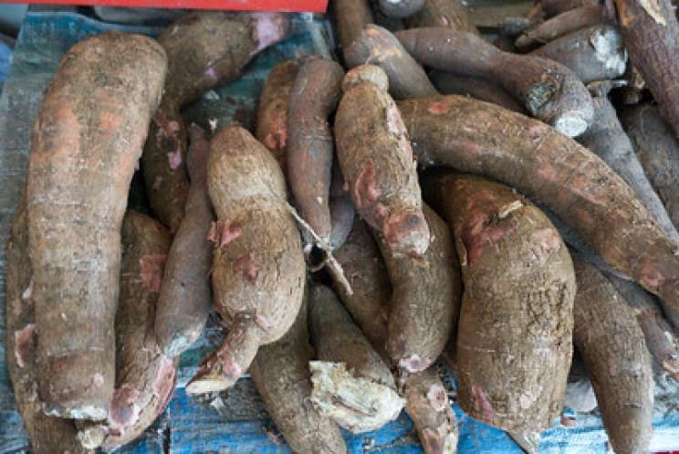 The Most Dangerous Foods in the World The Most Dangerous Foods in the World