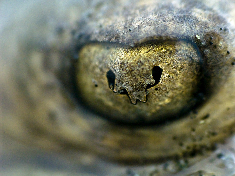 animal pupils crescent