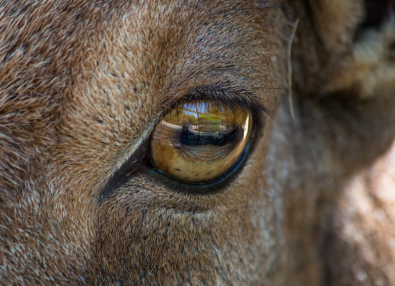 animal eyes horizontal pupil