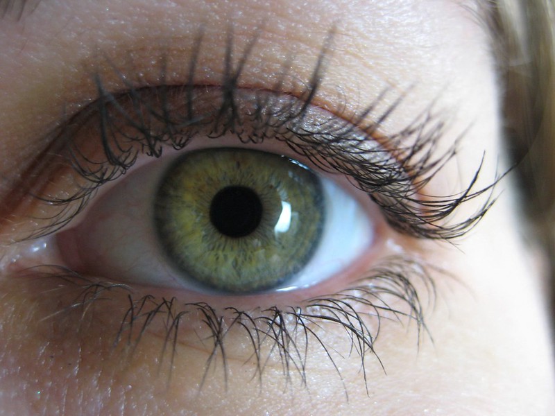 animal eyes round pupil