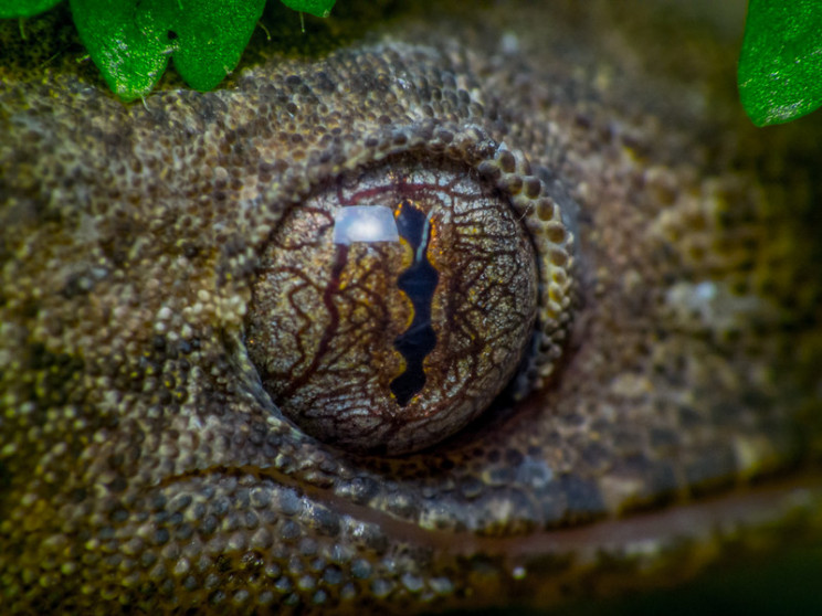 animal eyes beaded pupil