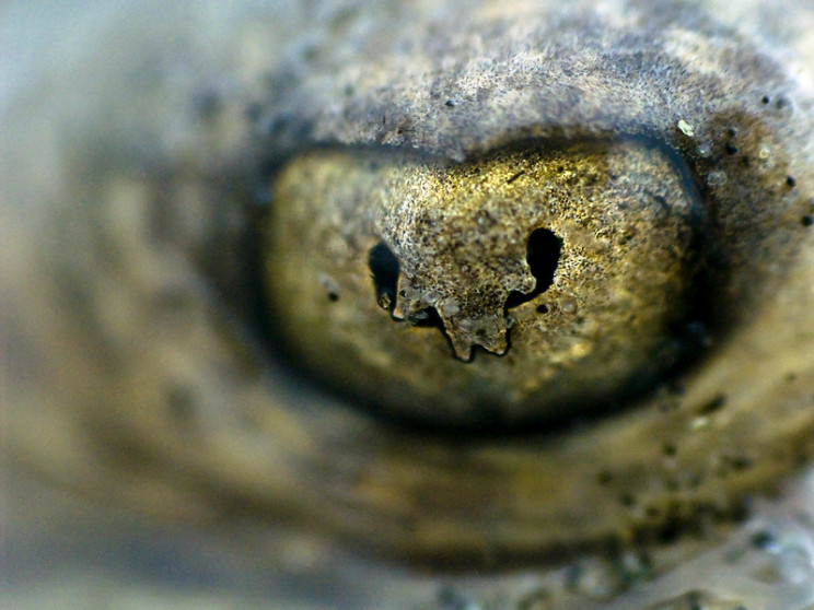 animal pupils crescent