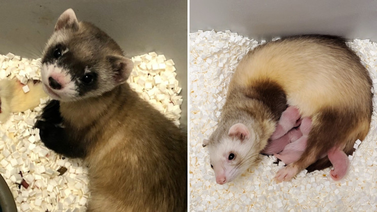 Scientists Just Cloned an Endangered Ferret From 30-Year-Old Cells