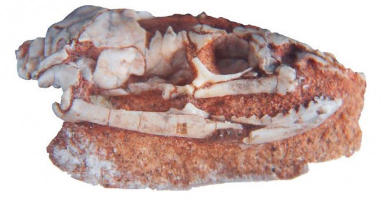 95-Million-Year-Old Skull Fossil Points to 'Biblical Snake' with Hind Legs 95-Million-Year-Old Skull Fossil Points to 'Biblical Snake' with Hind Legs