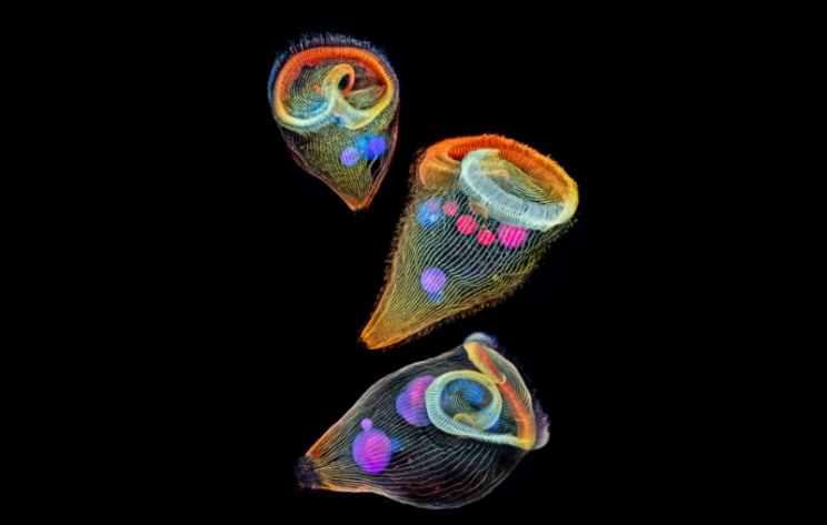 See the Incredible Winners of this Year's Photomicrography Awards
