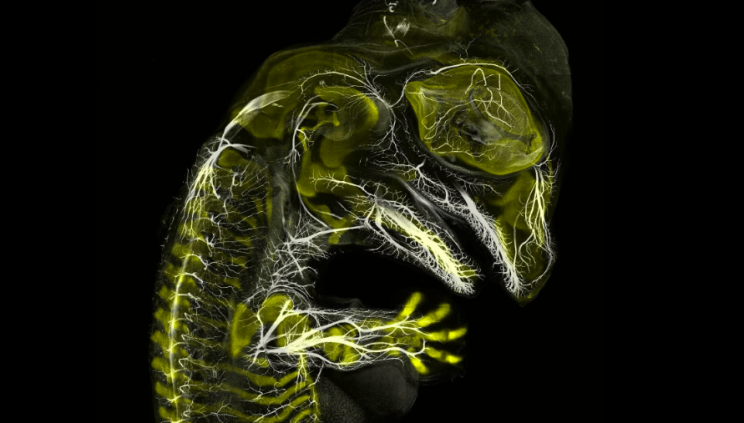See the Incredible Winners of this Year's Photomicrography Awards