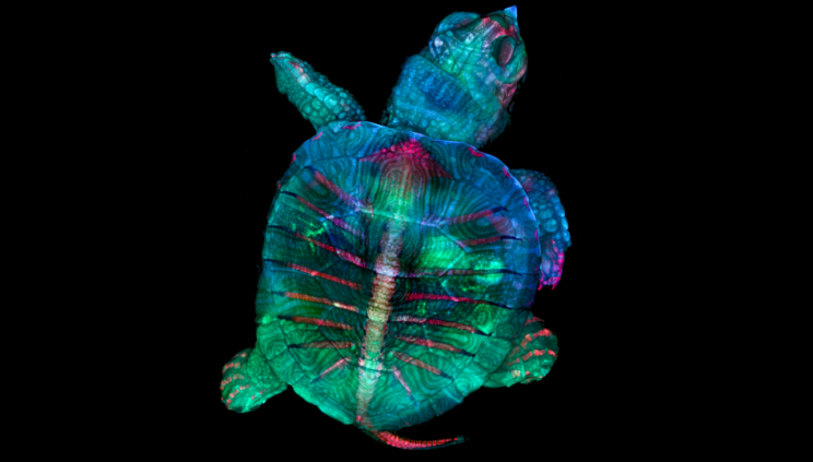 See the Incredible Winners of this Year's Photomicrography Awards