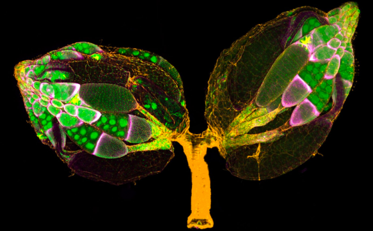 See the Incredible Winners of this Year's Photomicrography Awards