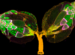 See the Incredible Winners of this Year's Photomicrography Awards