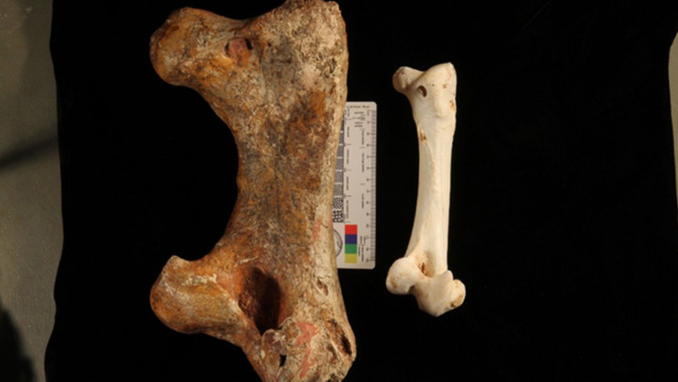 Femur bone Femur bone