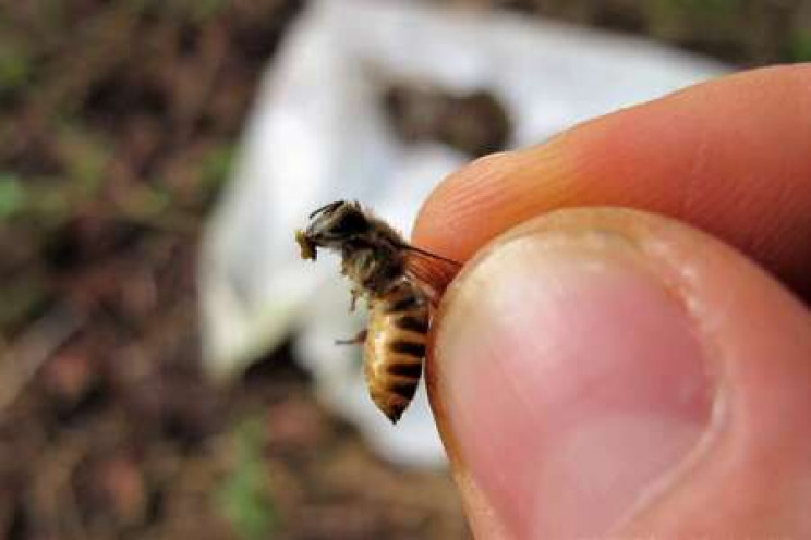 Honey Bees Use Pungent Poop to Stave off Giant Murder Hornet Attacks Honey Bees Use Pungent Poop to Stave off Giant Murder Hornet Attacks