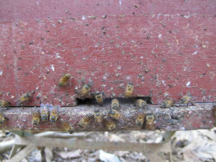 Honey Bees Use Pungent Poop to Stave off Giant Murder Hornet Attacks Honey Bees Use Pungent Poop to Stave off Giant Murder Hornet Attacks