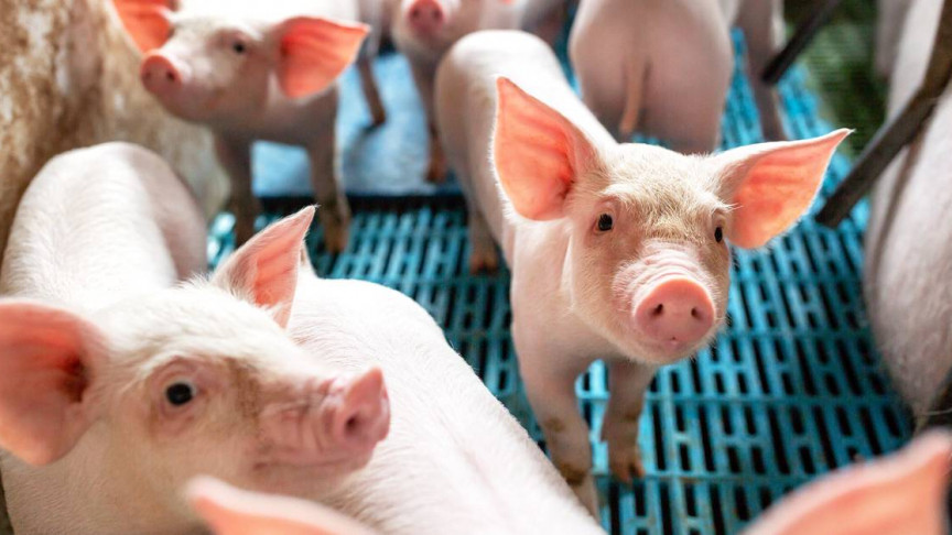 FDA Approves First Allergy-Free Genetically Modified Pig | IE