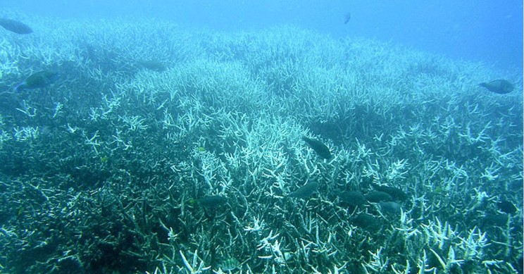 Study Finds Coral Bleaching Permanently Changes Fish Communities
