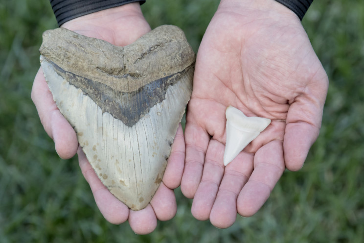 Megalodons were the ultimate apex predators, a new method reveals