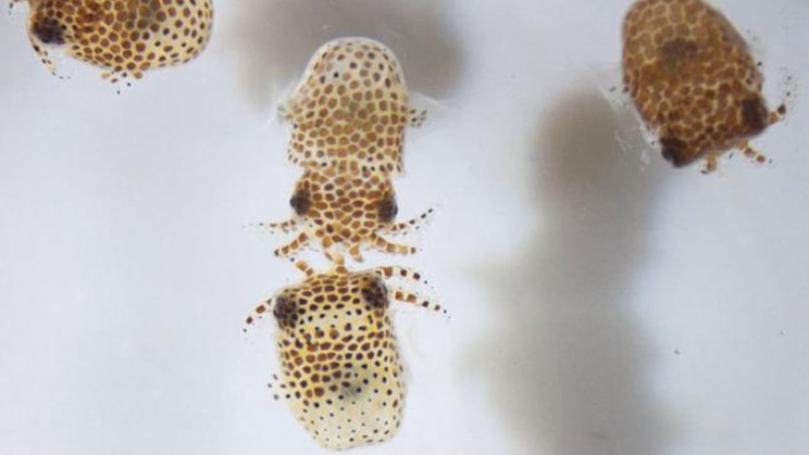 Water Bears and Squid Will Hitch a Ride to the ISS