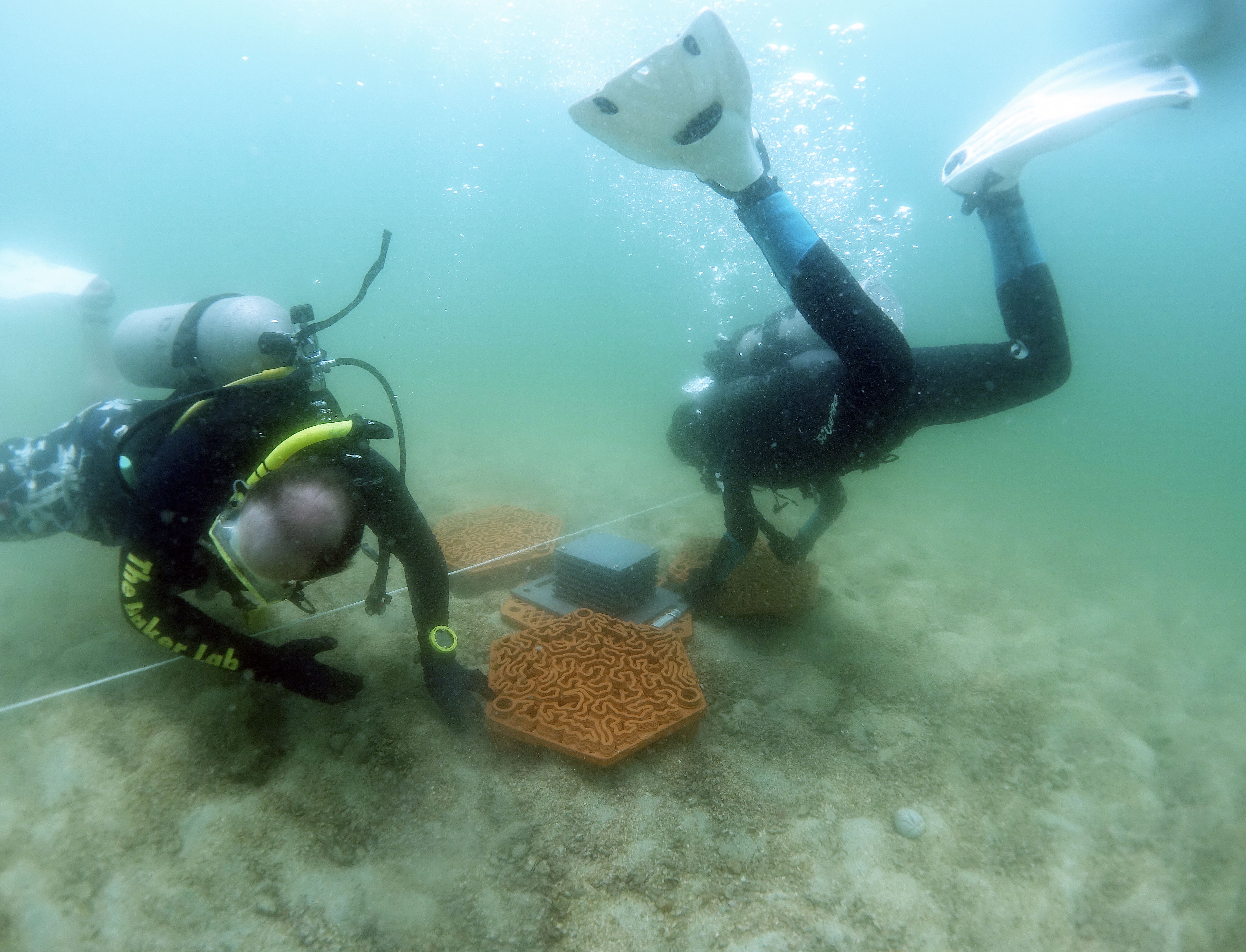 Eco-Friendly 3D-Printed Reefs to Rescue Hong Kong's Corals Eco-Friendly 3D-Printed Reefs to Rescue Hong Kong's Corals