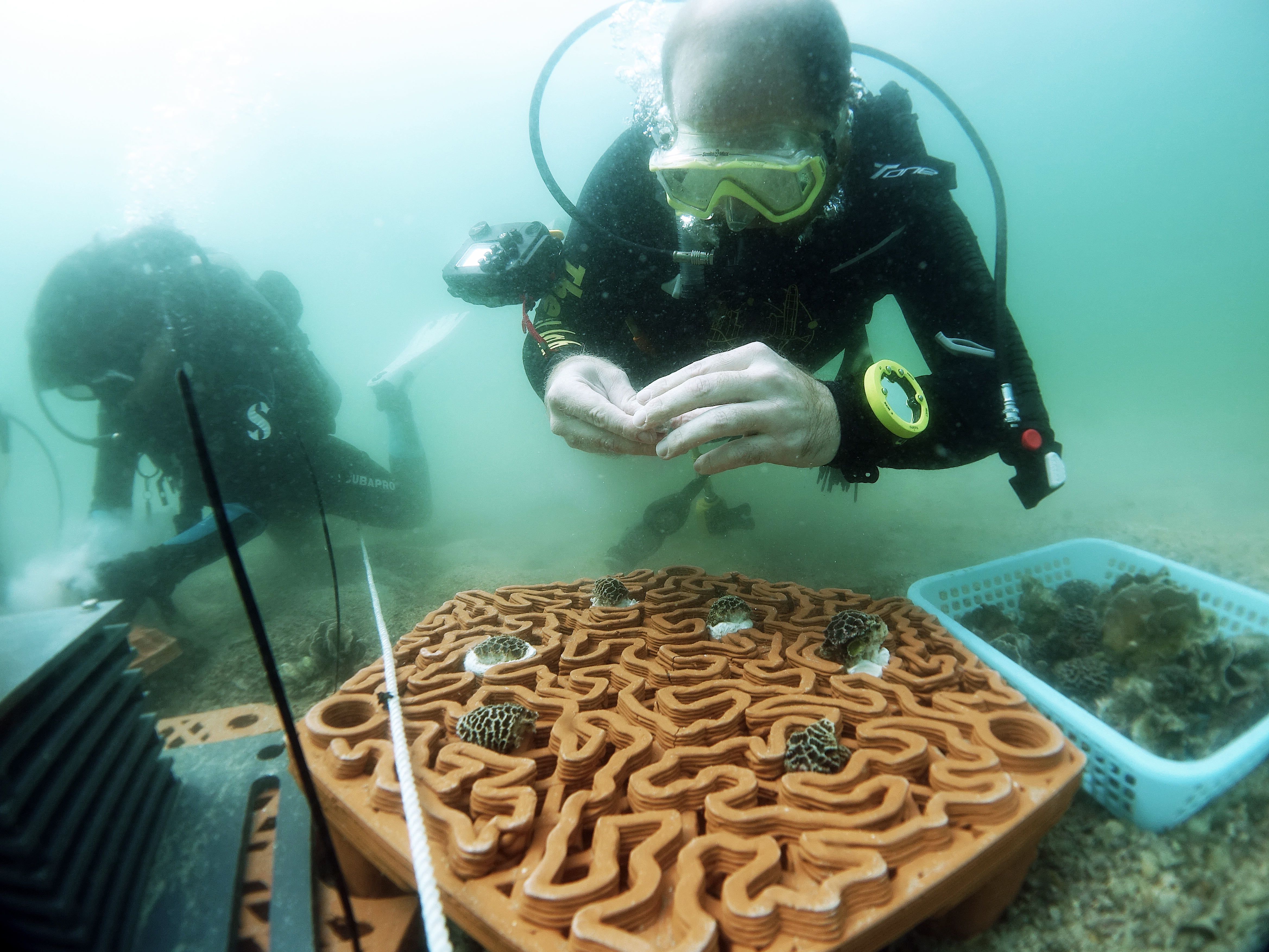 Eco-Friendly 3D-Printed Reefs to Rescue Hong Kong's Corals Eco-Friendly 3D-Printed Reefs to Rescue Hong Kong's Corals