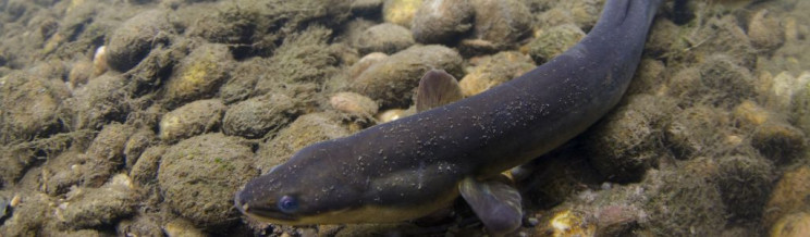 alternative currencies eels