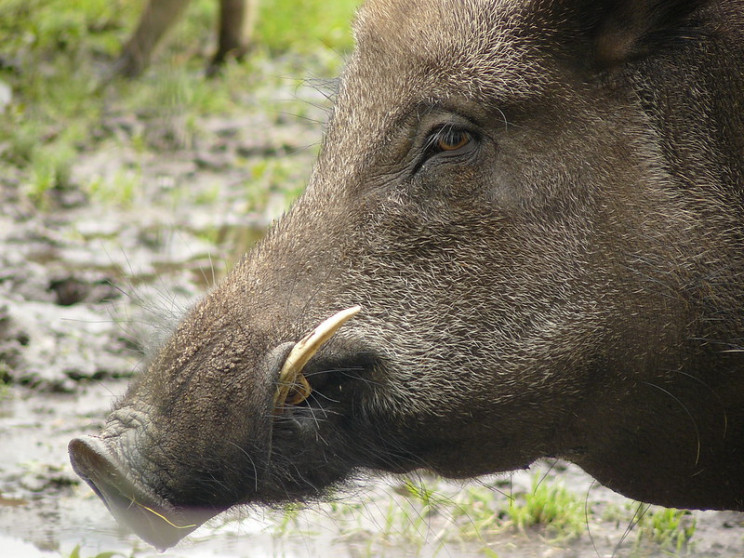 alternative currencies pig tusks