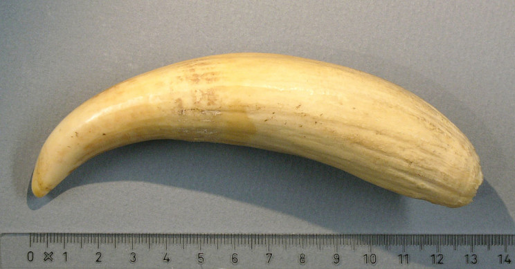 alternative currencies sperm whale teeth