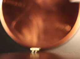 These 3D-Printed Vibration-Powered Robots are the Size of the World's Smallest Ant